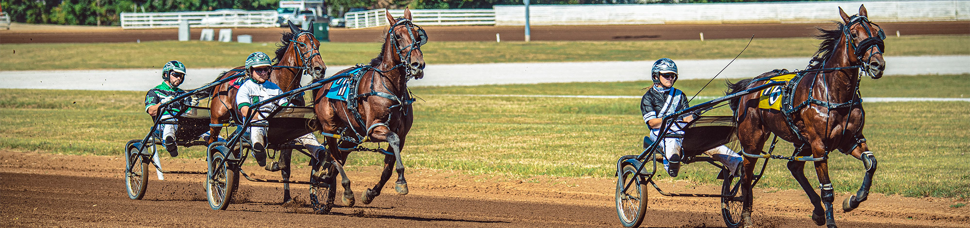 Horses running
