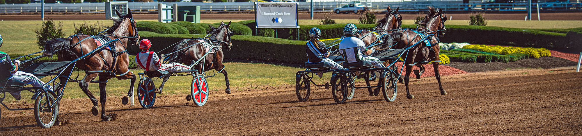 Horses Running